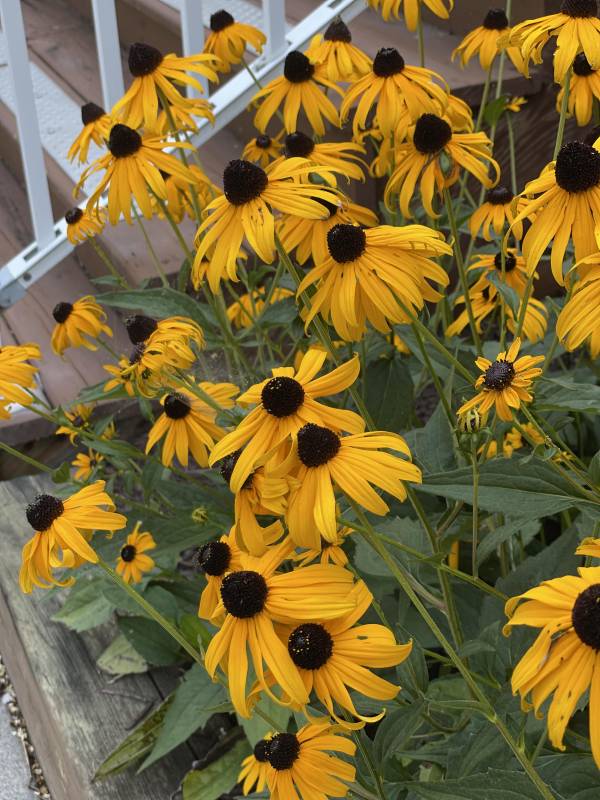  black eyed susans on the lower shore