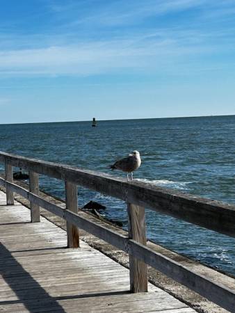 Seagull by OC Inlet