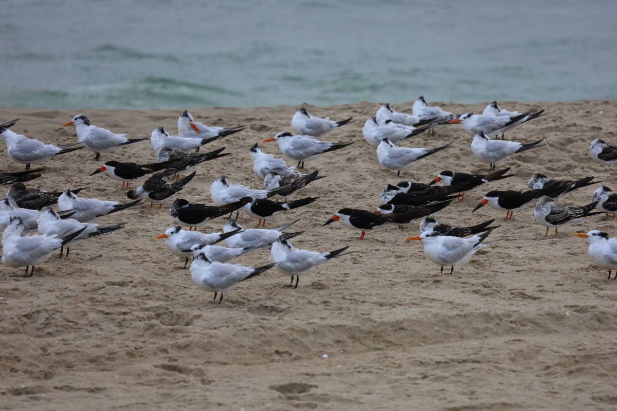 birds taking a break from the storm in Ocean city