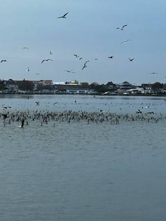 cormorants on bayside