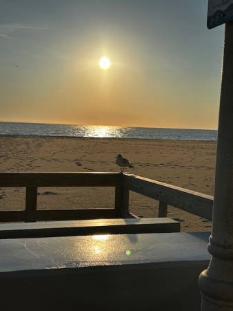 sunrise with a seagull