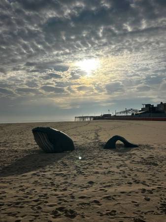 beach whale