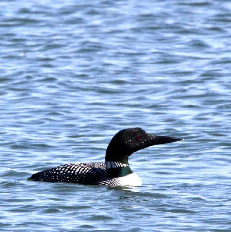 Loon photo by Kim Abplanalp