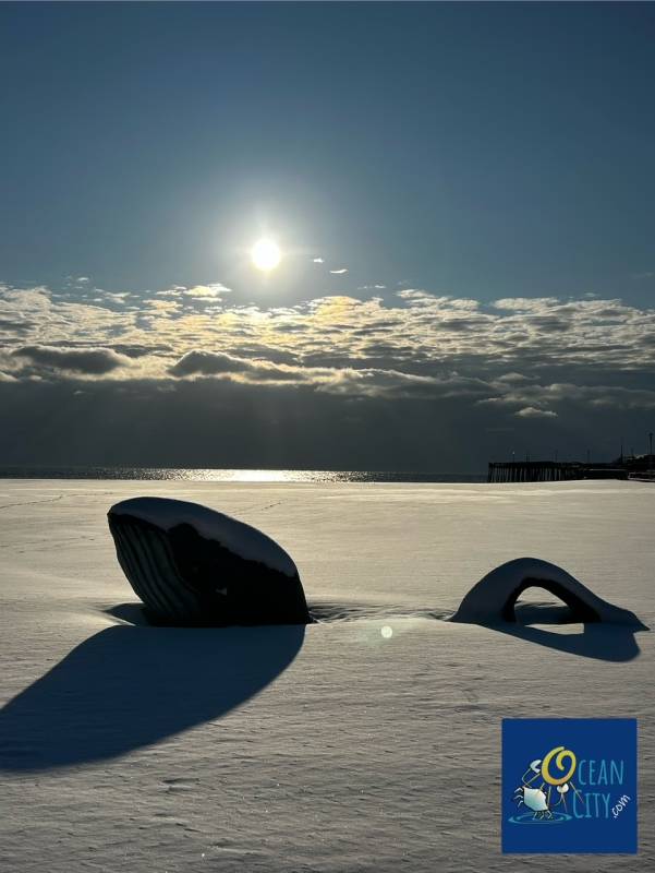 beach whale on snowy beach