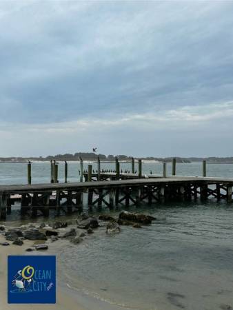 Bayside birds