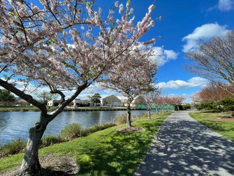 spring in Ocean City Md