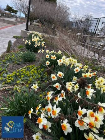 Spring flowers at Sunset Park