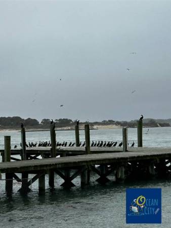 cormorants on OC bayside