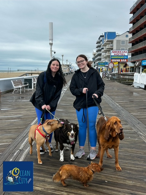 Walking dogs on OC Boardwalk