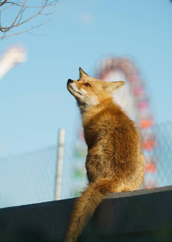 samantha marvel 0427 Sunset-Park-Fox-OCMD 2-2