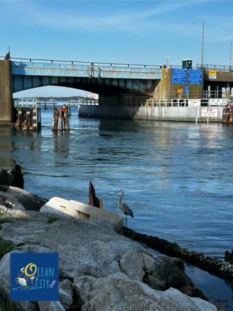 Blue Heron by Route 50 Bridge
