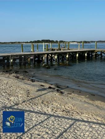 Horseshoe crabs