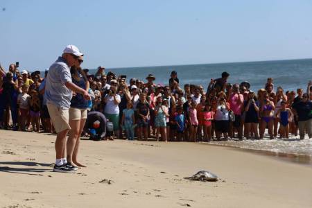 National Aquarium, Ocean City, Maryland, Sea Turtles