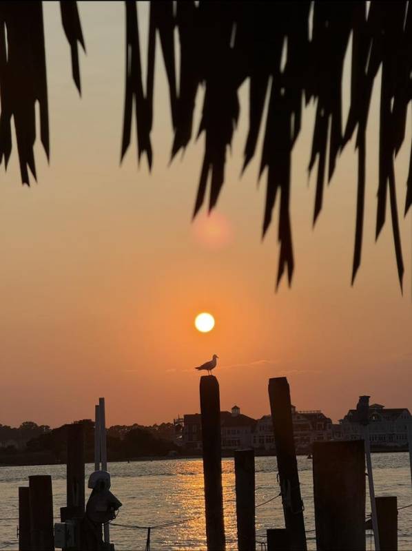 photo Friday Cecilia Montes Sundown pic of one of OC’s famous natives! Taken while having dinner at TOAST on 4th of July, fireworks afterwards which were spectacular