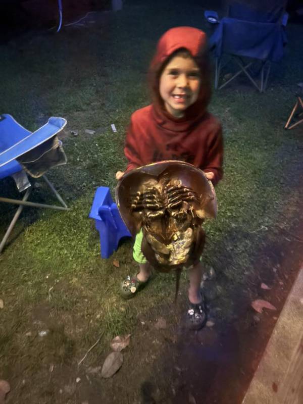 photo friday horse shoe crab