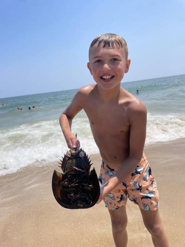 Photo Friday beach horseshoe crab