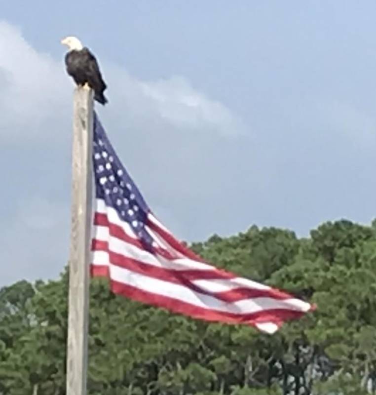 photo friday eagle and flag