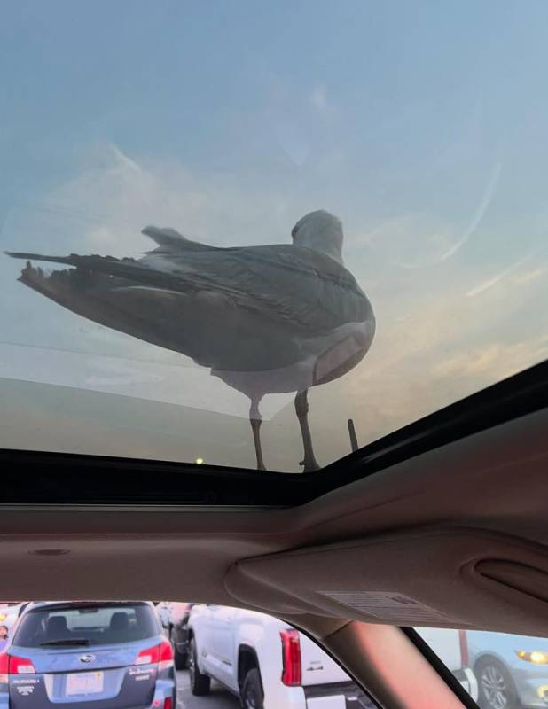 photo frday Karen Weber Seagull helping us find a parking spot at the inlet