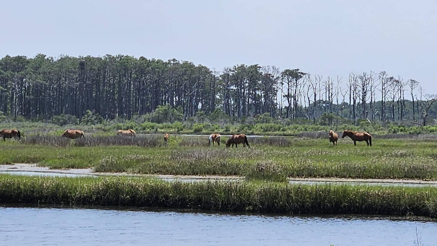photo friday assateague island ponies 