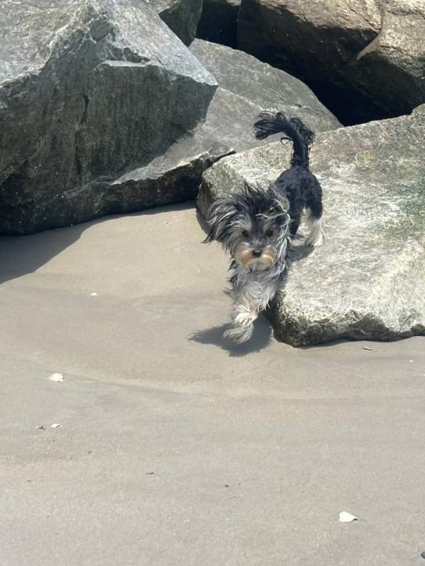 Photo Friday dog on the beach