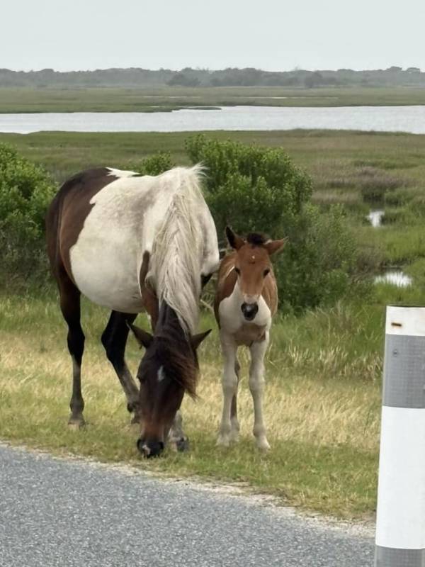 Photo FridayMelissa Fisher Mommy and baby out for a stroll this morning