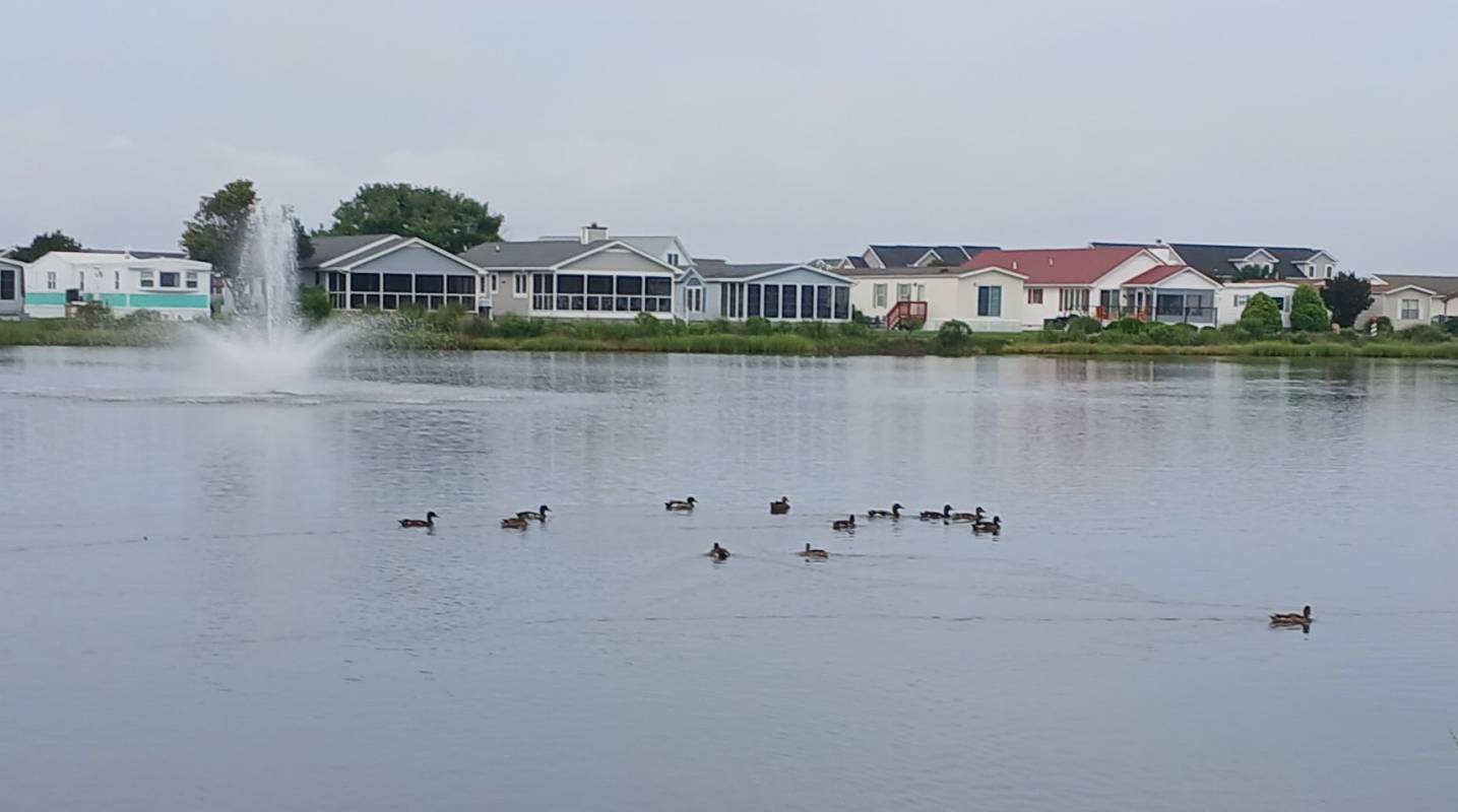 Photo friday birds on the bay
