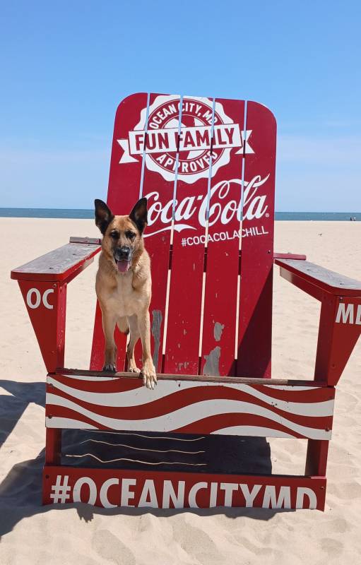 Photo Friday dog on beach