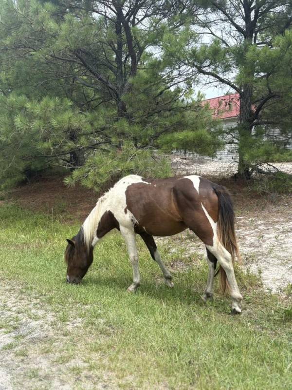 Photo friday Assateague ponies