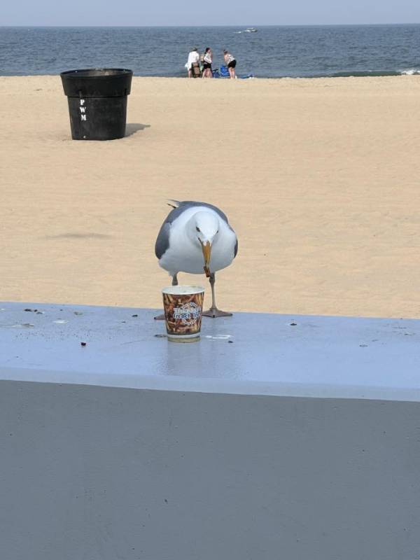 photo friday seagull