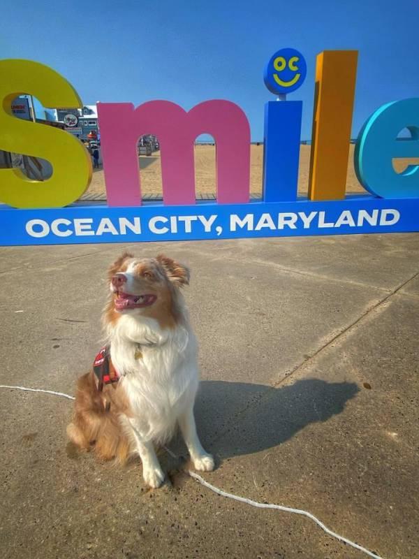 Photo Friday dog on BW smile sign
