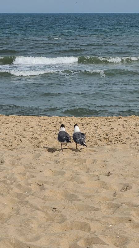 Photo Friday Seagulls