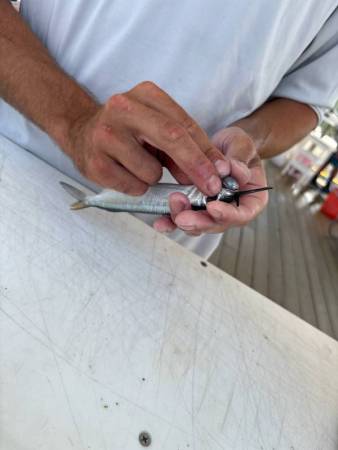 white marlin open, ocean city maryland