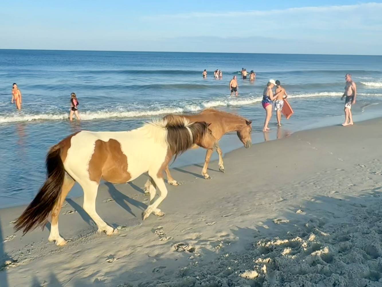 ponies on Assateague Island State Park