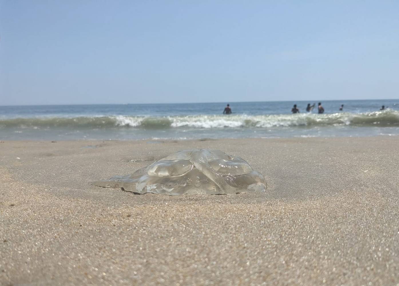 photo Friday Alex Imler Went in July and saw my first jellyfish! Took a few pictures before we, very carefully, got him back in the ocean