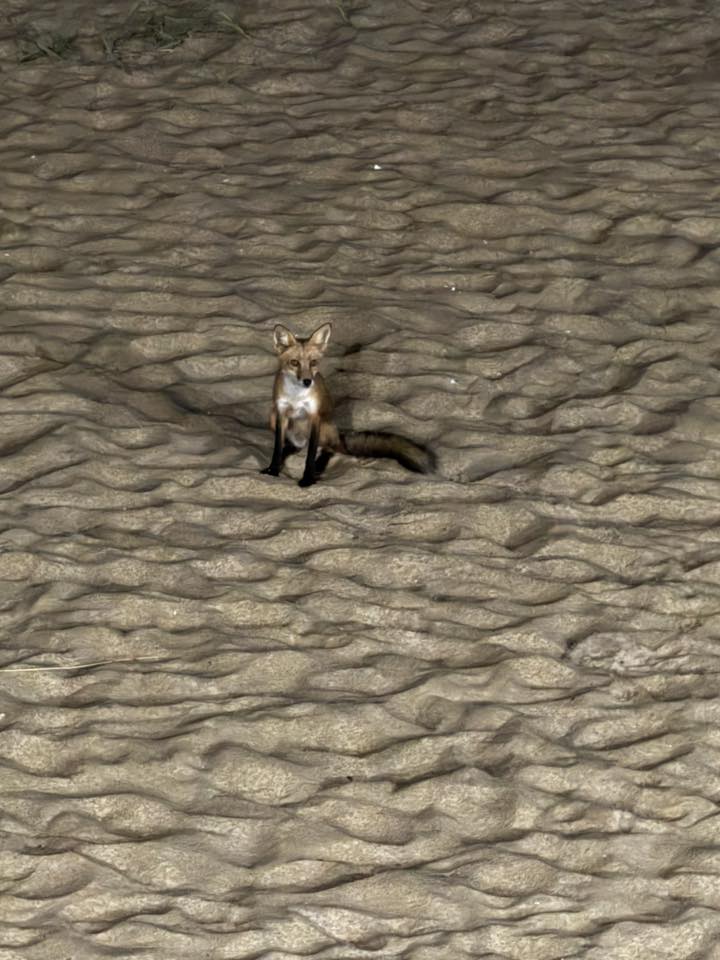 Photo Friday Amy Ferri McAfeeBeautiful Foxy at our condo on 79th street