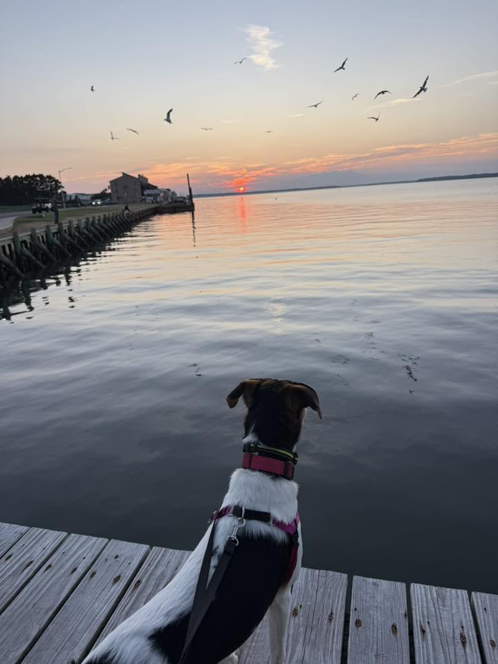 Photo Friday Amy Wood Bayside sunset walk
