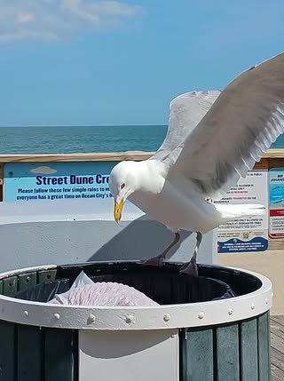 Photo Friday Katie Marie Thomsen Walking the boardwalk and a seagull comes to search for food