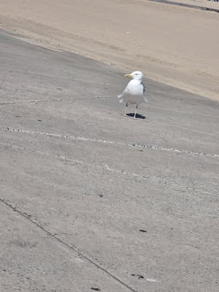 Photo Friday Kay Uh Oh The famous thrasher seagull! He really wanted my baby girls chicken and fries!
