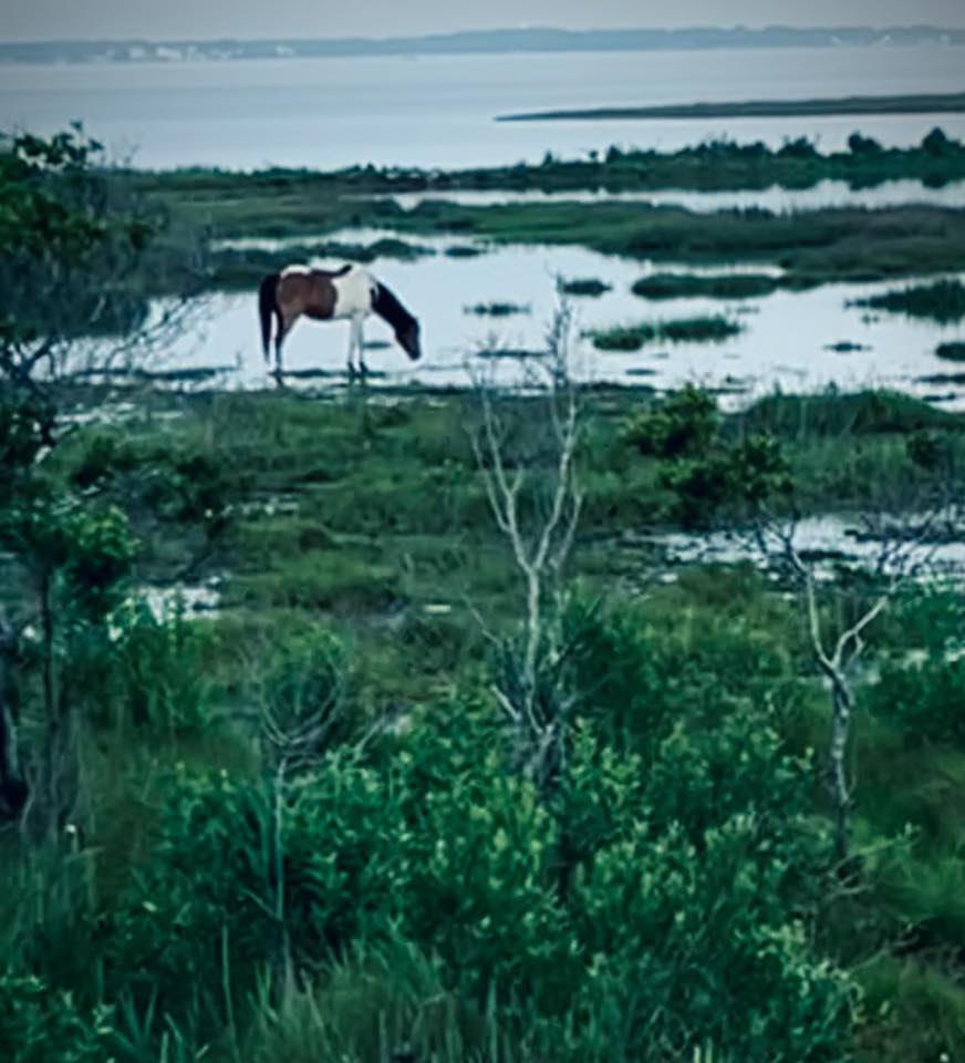 photo Friday Sharon Parker Finally saw a pony at Assateague!!