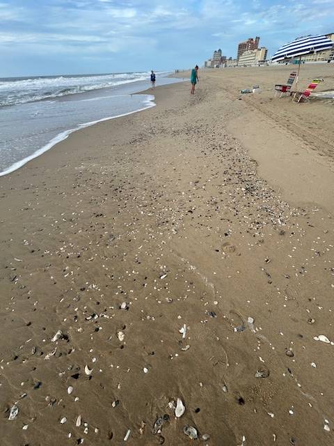 Shells from the rough storm