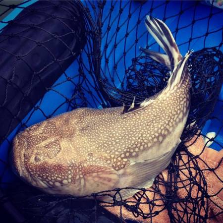 A Northern Stargazer caught in Worcester Co., Maryland
Photo by Nick Denny.