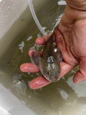 Juvenile Stargazer off Assateague. Photo by Liz Wist