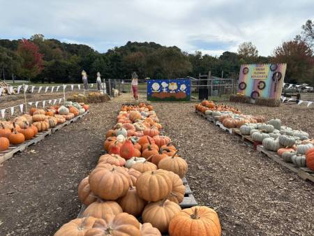 assateague farms halloween pumpkins fall autumn ocean city berlin