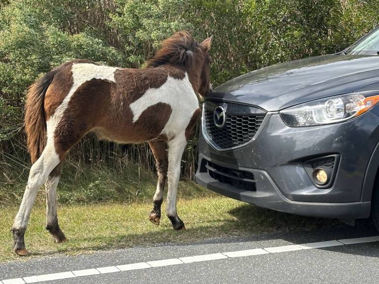 Assateague Island National Seashore Open but Limited During Federal Shutdown