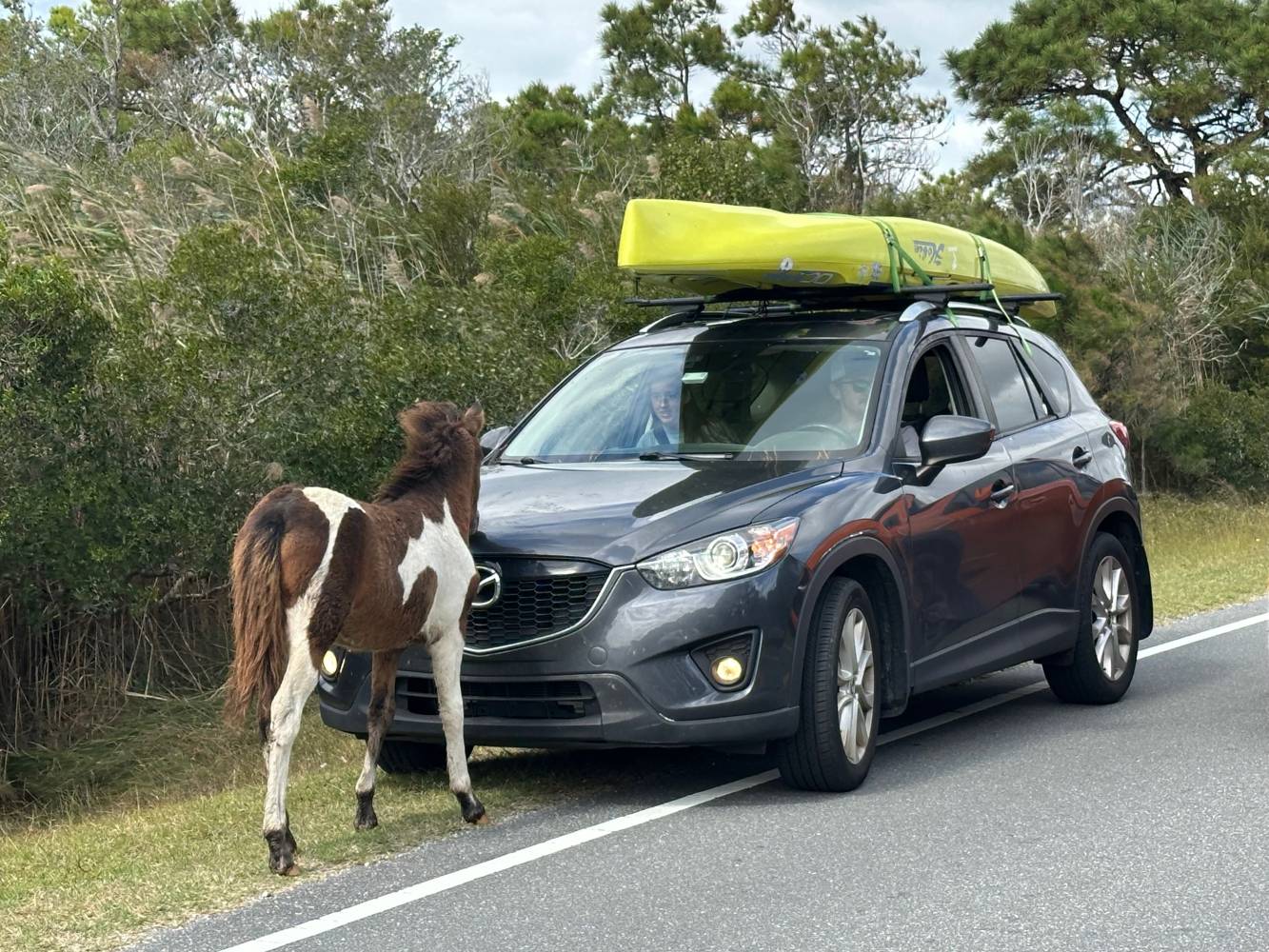 young pony interested in car - Assateague Island
National Seashore
