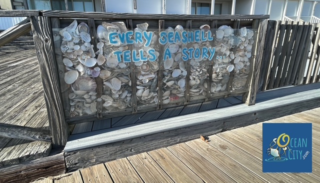 Every seashell tells a story
