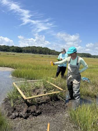 Post-monitoring at a marsh restoration site with MCBP and USFWS. Photo by Carly Toulan