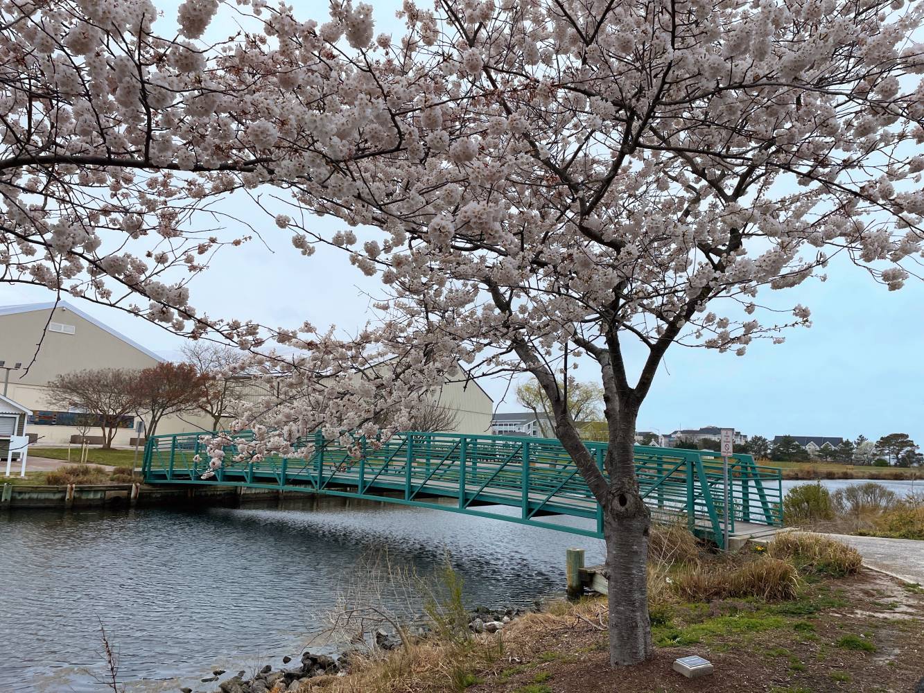 Blossoms bloom at Northside Park