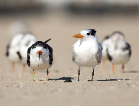 Black Skimmer and Royal Tern. Photo by Kim Abplanalp