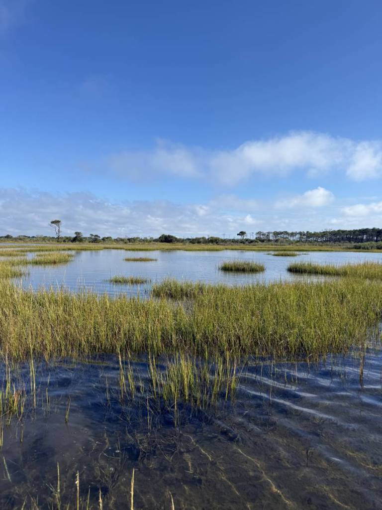 Salt marsh in the Coastal Bays. Photo by Carly Toulan